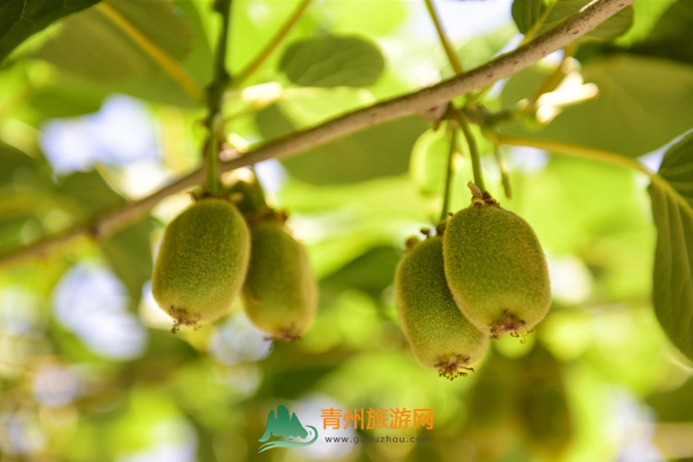 青州市盛達(dá)種植養(yǎng)殖合作社