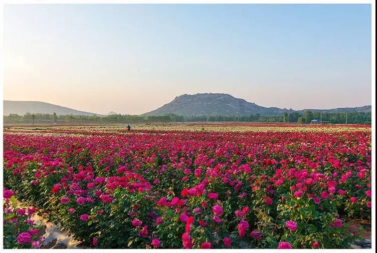 青州杏花村王府莊園